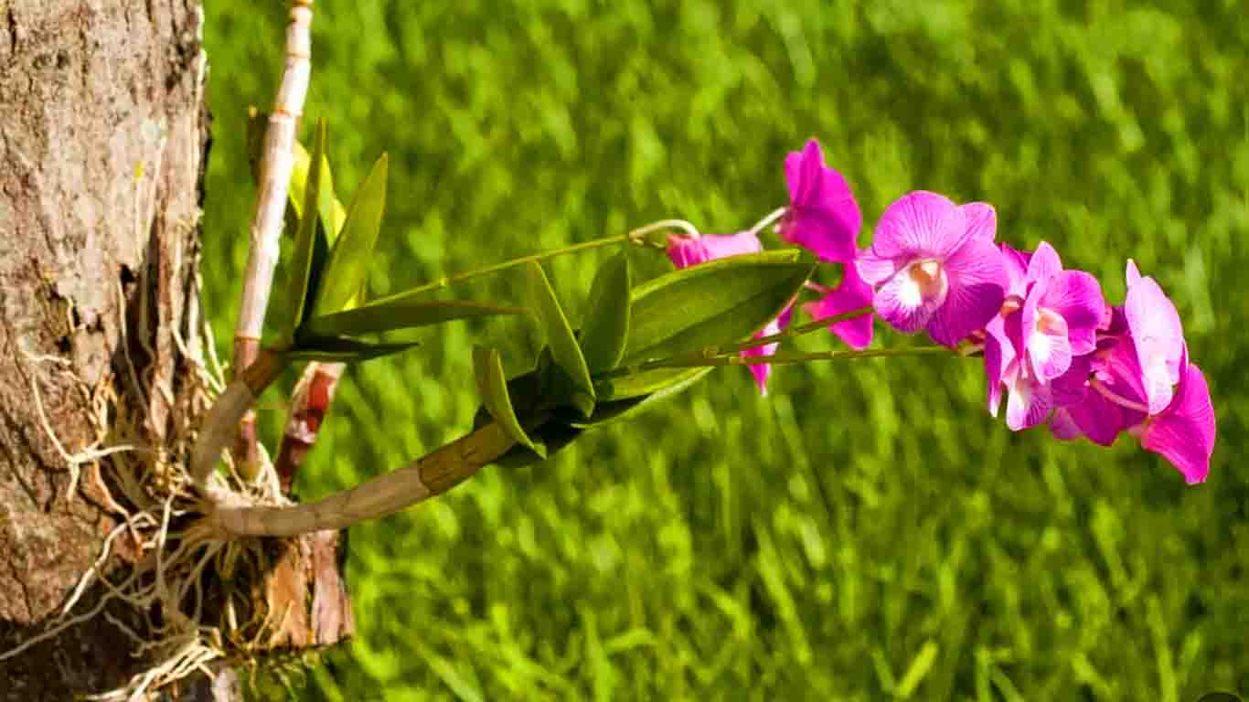 Como plantar orquídeas em árvores o guia completo que faltava para você