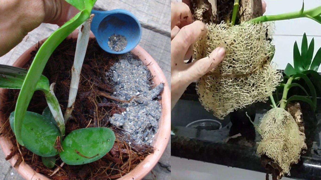 Musgo Sphagnum - Substrato para Orquídeas - 3 litros - Verde Mania porque  plantar faz bem