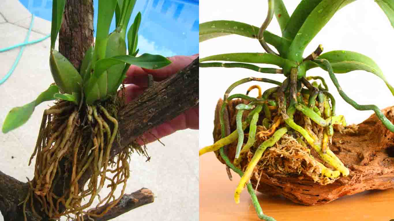 Posso plantar orquídea em qualquer tipo de madeira? #orquidea #orquide