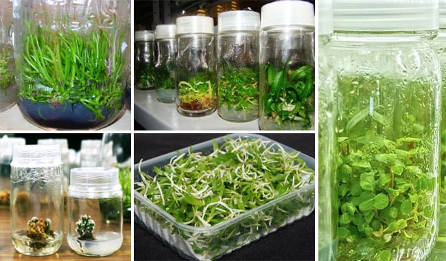 A Técnica Que Ninguém Revela para Cultivo de Orquídeas In Vitro  Simplificada, Aprenda Aqui